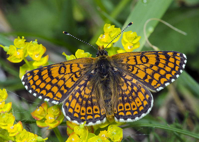 Melitaea cinxia